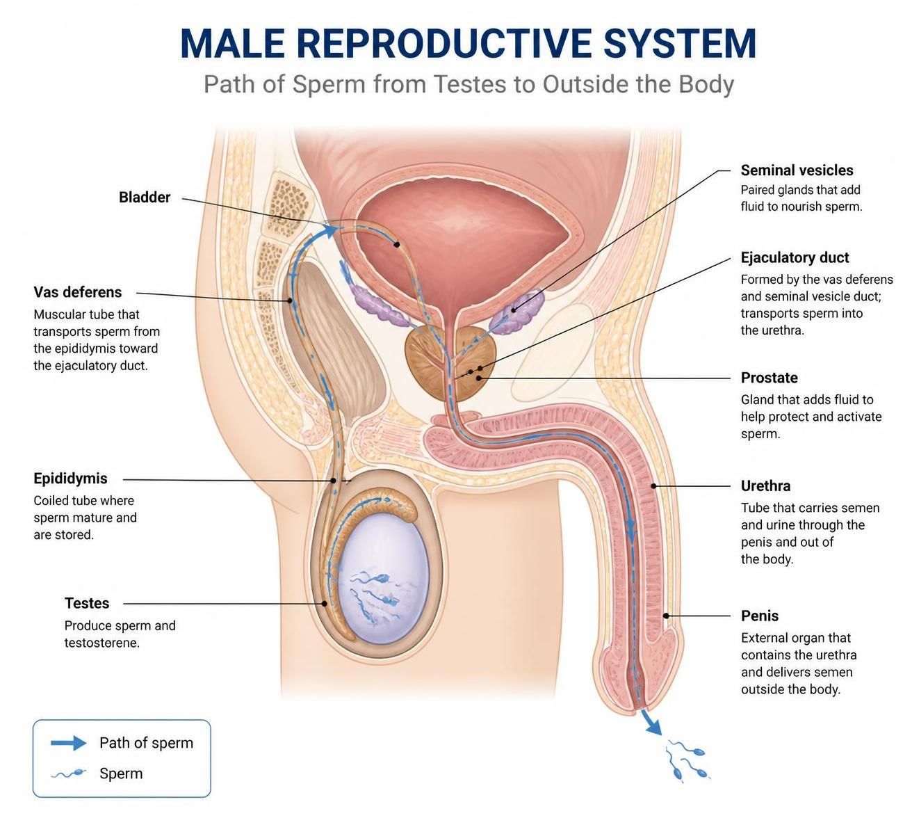 path-of-sperm